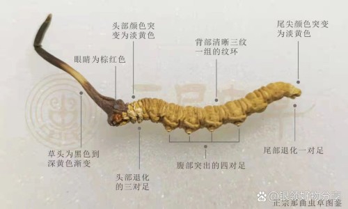 桃花的药用功效网 | 桃花的功效与用法,中草药地桃花的药用功效