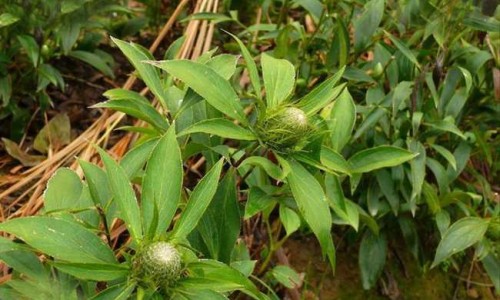 桃花的药用功效网 | 桃花的功效与用法,中草药地桃花的药用功效